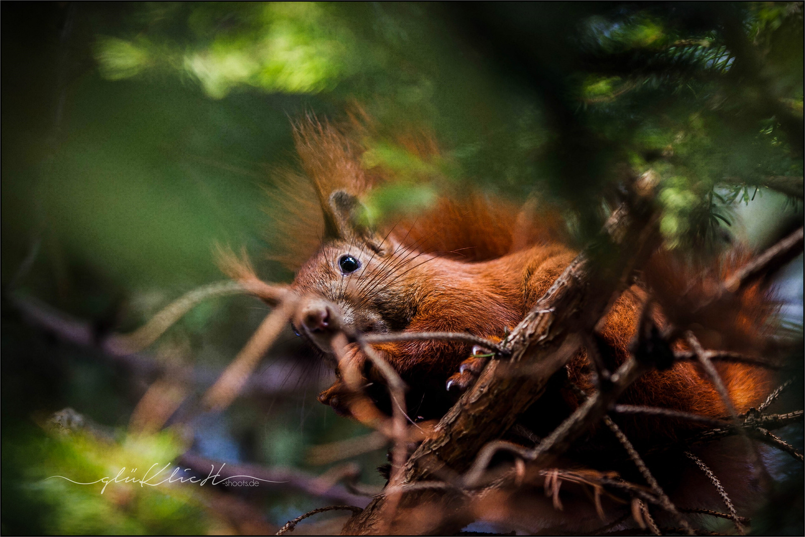 Eichhörnchen-Besuch am Mittag