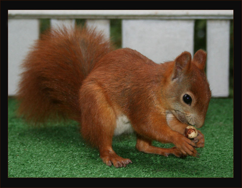 "Eichhörnchen-Besuch"