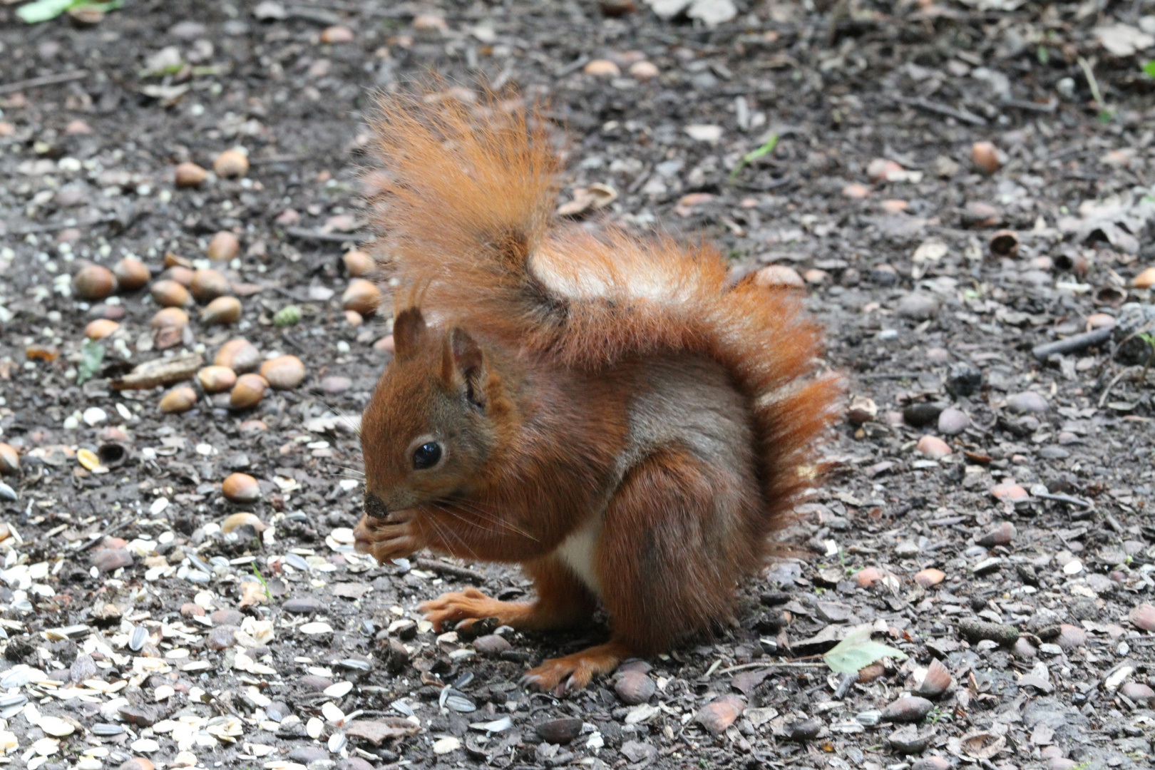 Eichhörnchen