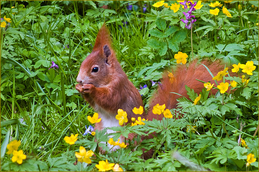 Eichhörnchen