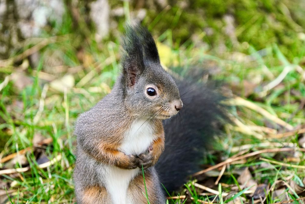 Eichhörnchen