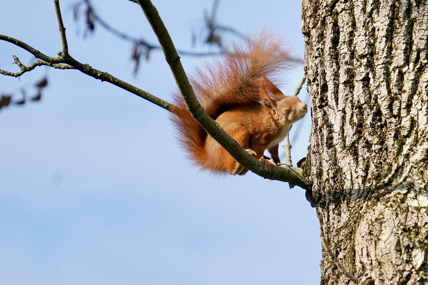 Eichhörnchen