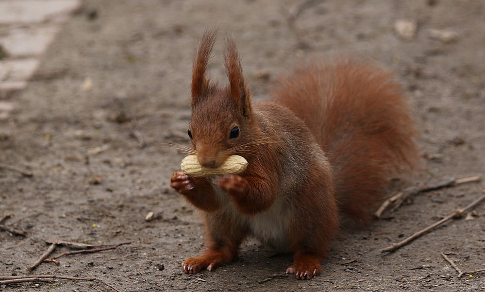 Eichhörnchen