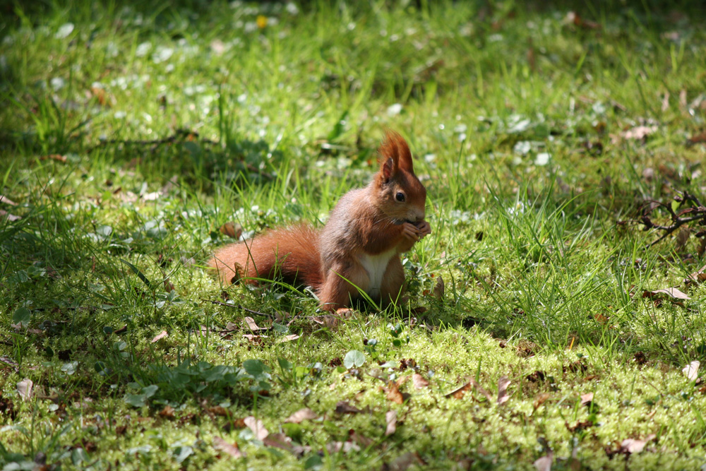 Eichhörnchen