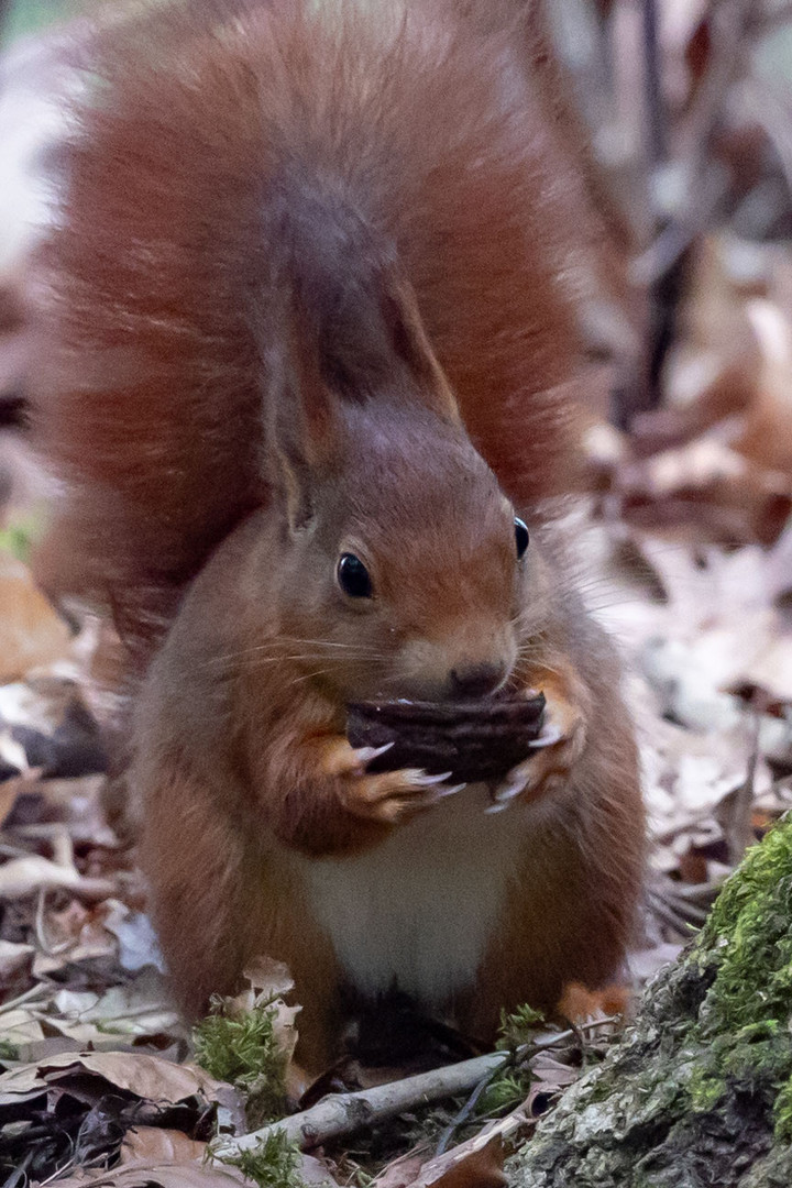 Eichhörnchen biem Frühstück 