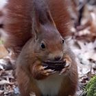 Eichhörnchen biem Frühstück 