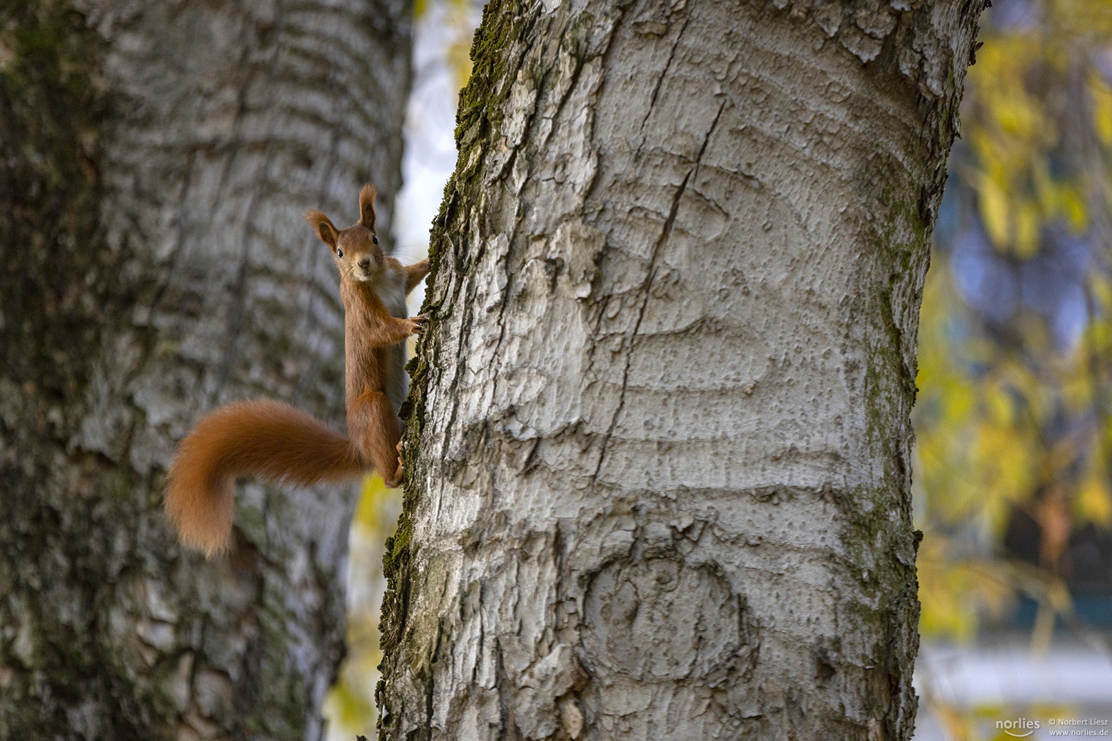 Eichhörnchen Blick