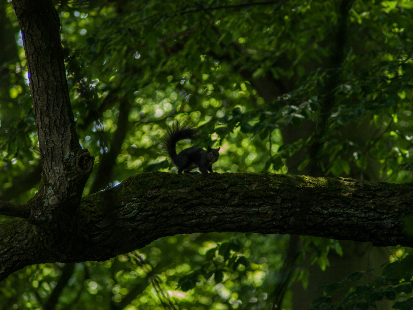 Eichhörnchen - Botanischer Garten Augsburg