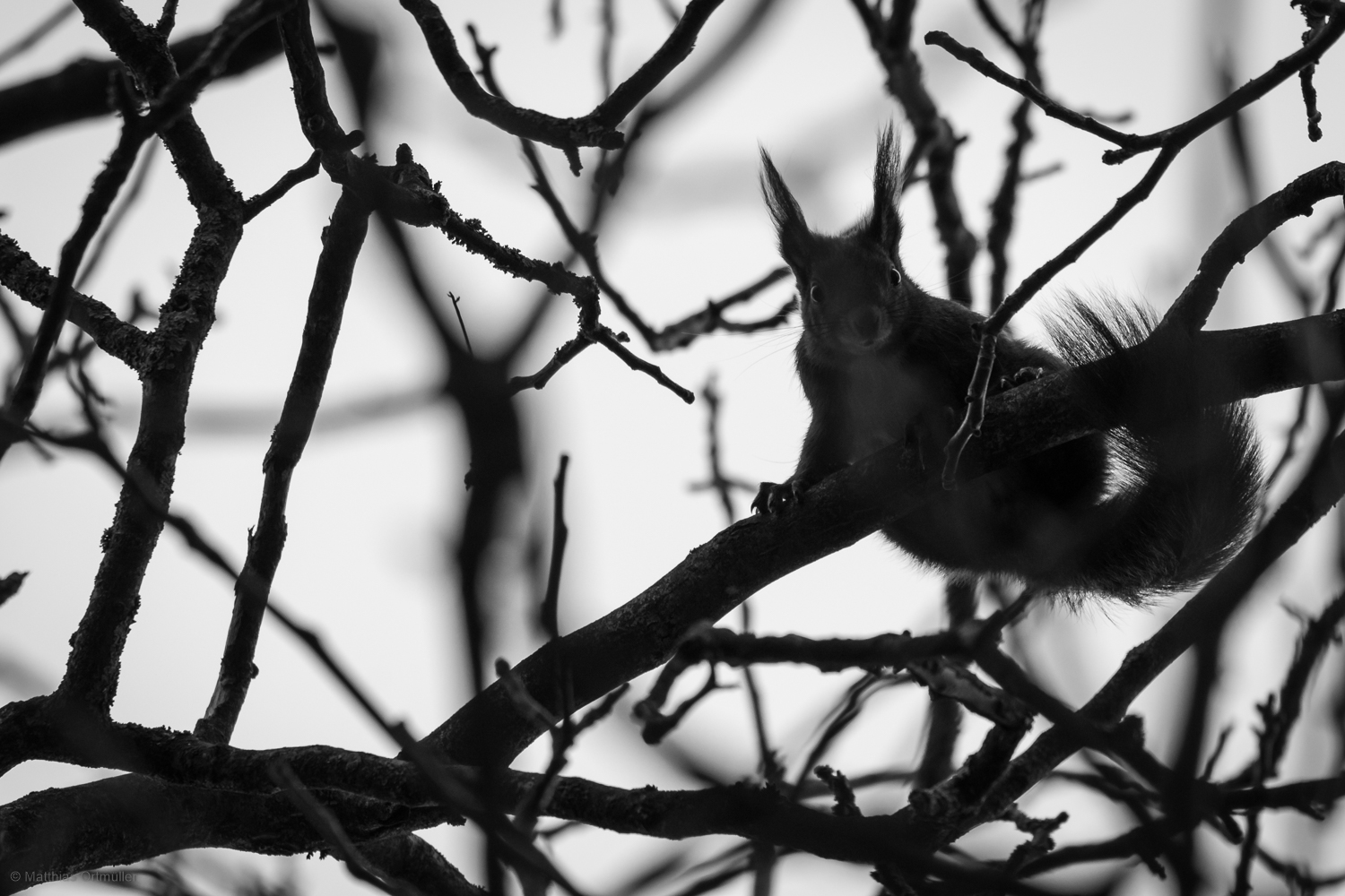 Eichhörnchen B&W