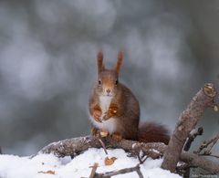 Eichhörnchen