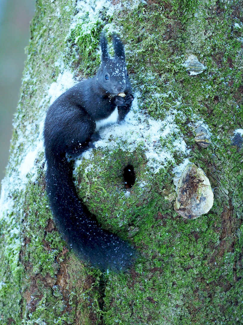 ... Eichhörnchen ...