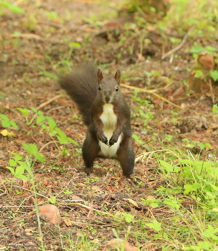 Eichhörnchen