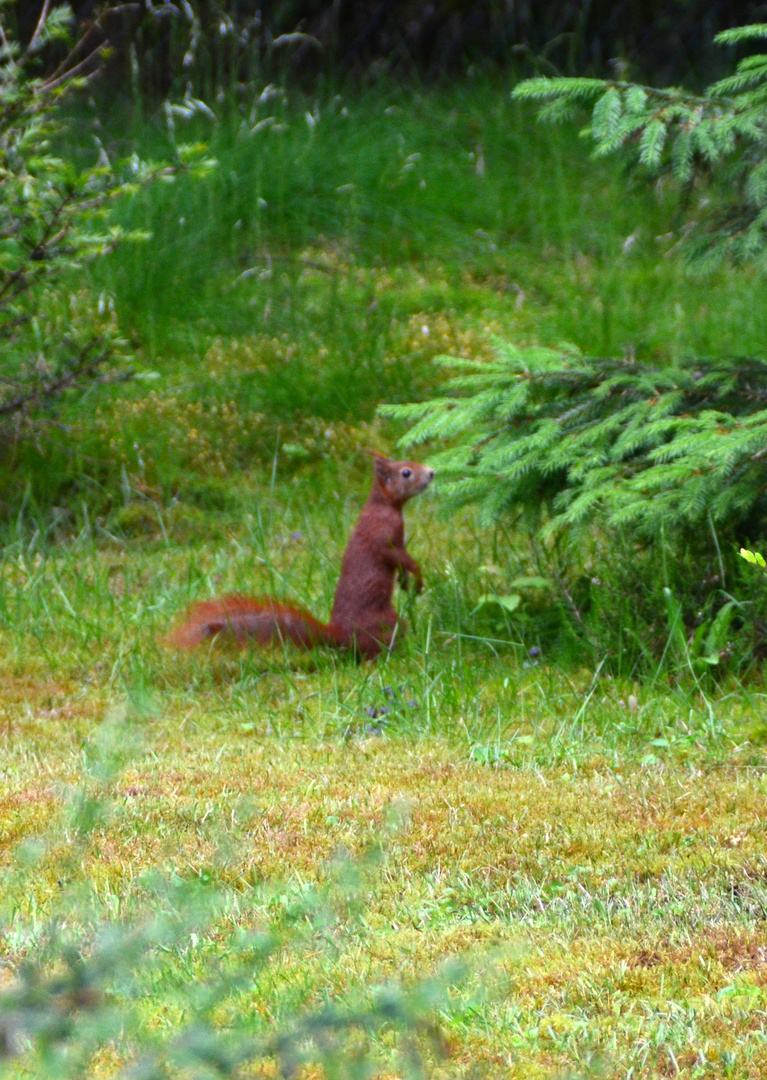 Eichhörnchen