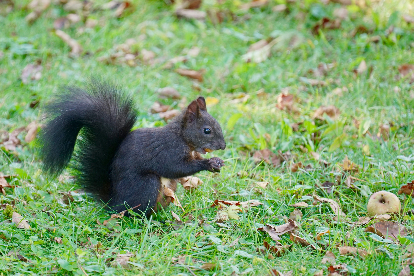 Eichhörnchen