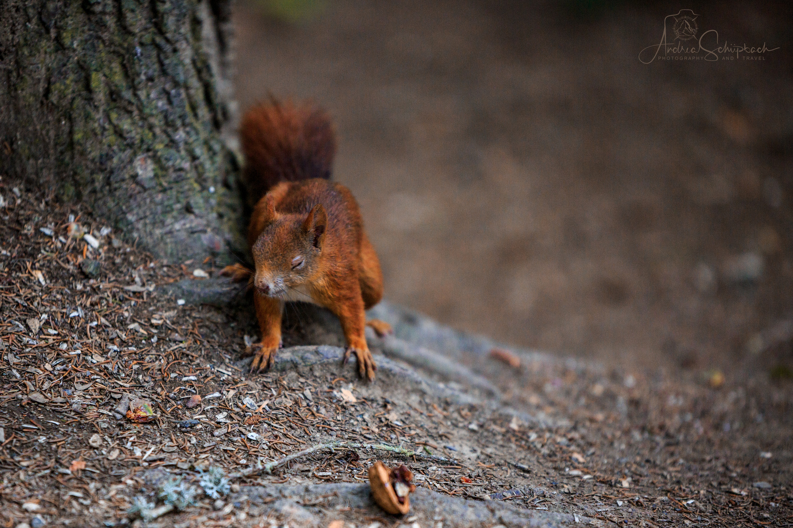 Eichhörnchen 