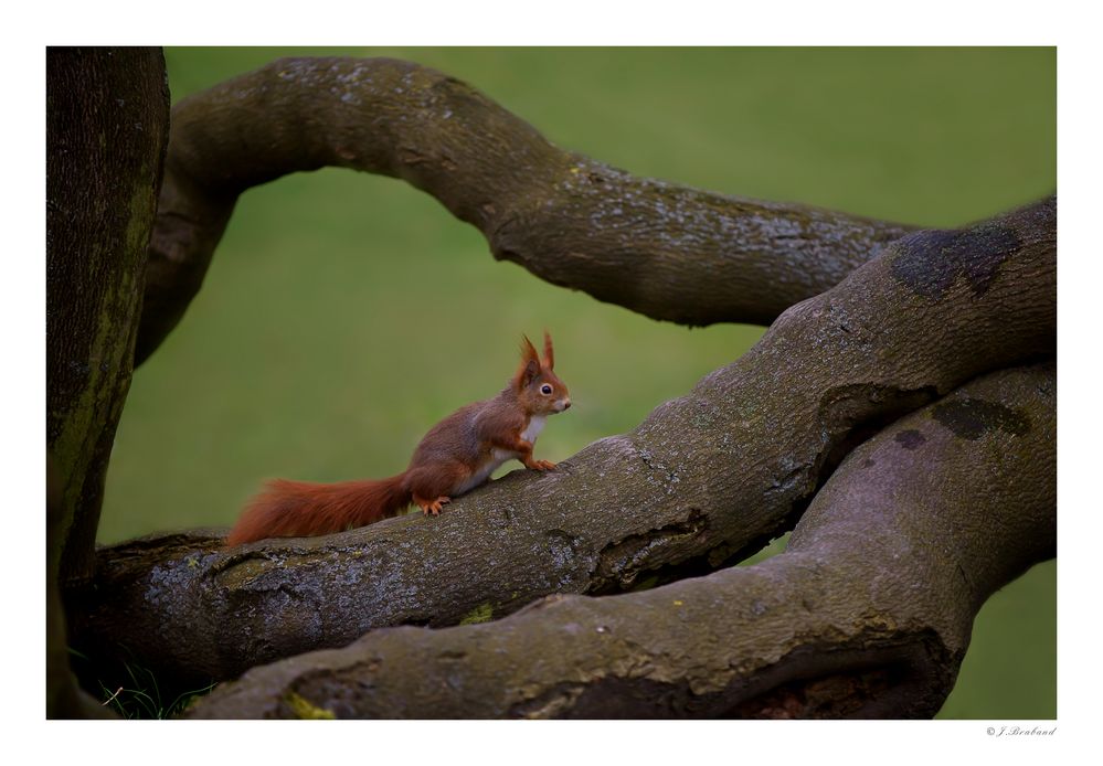 Eichhörnchen