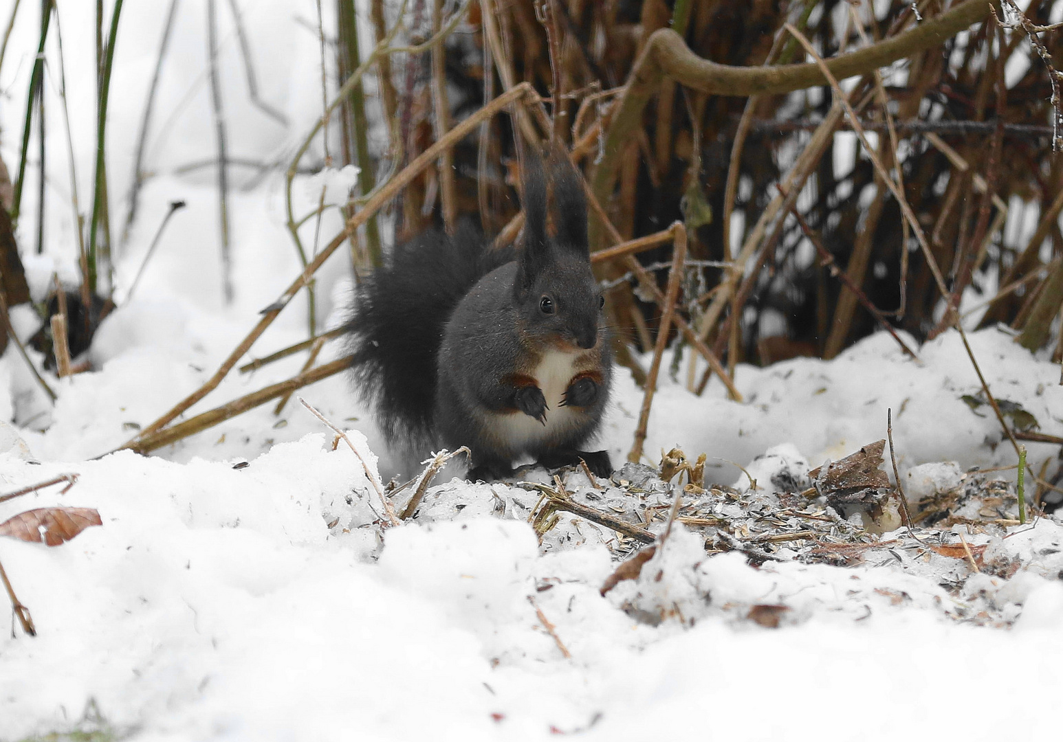 Eichhörnchen