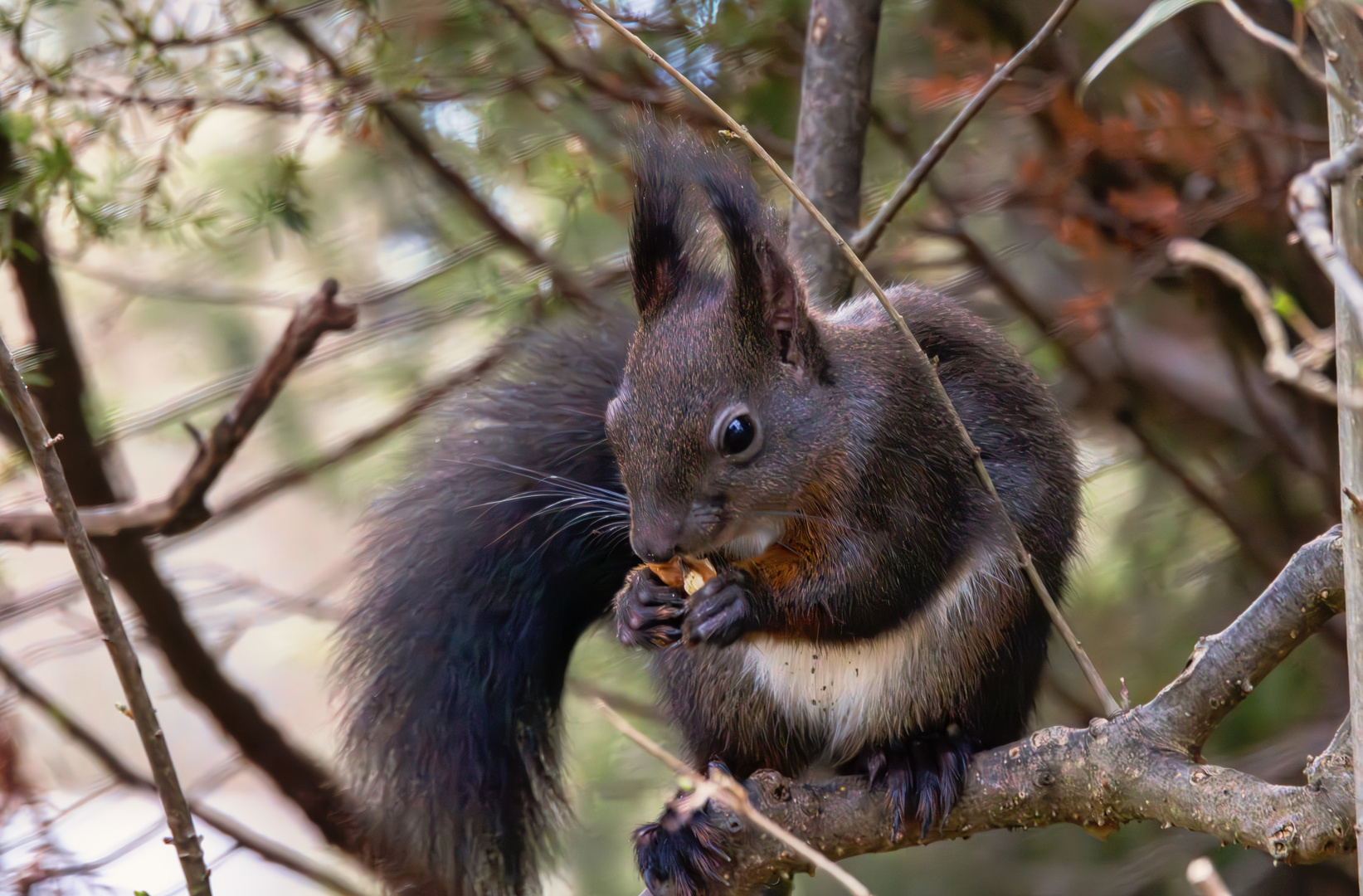 Eichhörnchen