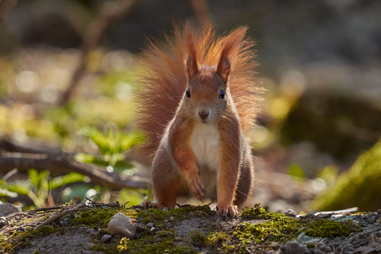 Eichhörnchen