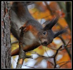 Eichhörnchen