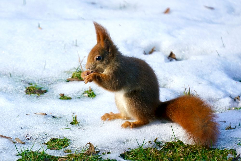 Eichhörnchen