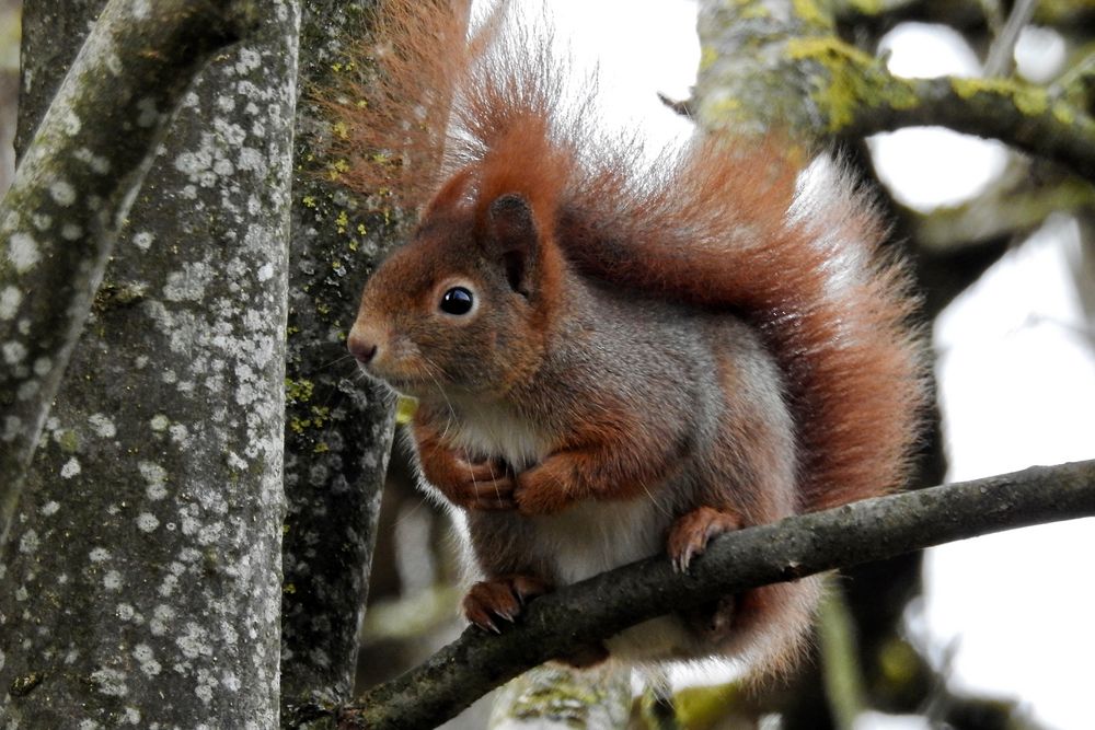 Eichhörnchen