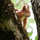 Eichhörnchen