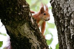 Eichhörnchen