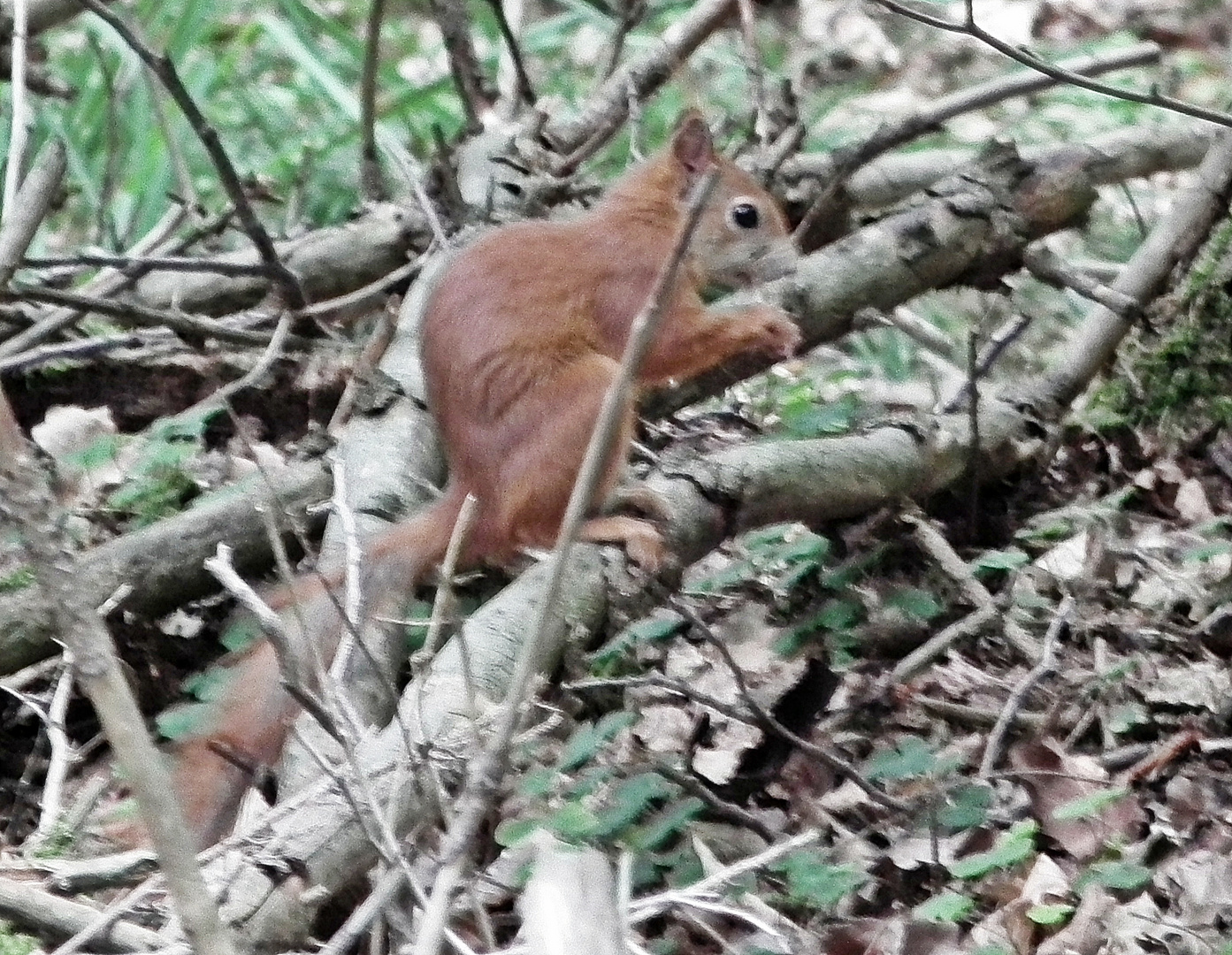 Eichhörnchen