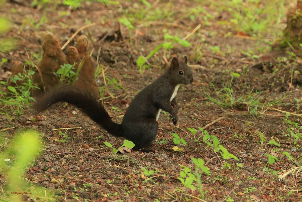 Eichhörnchen