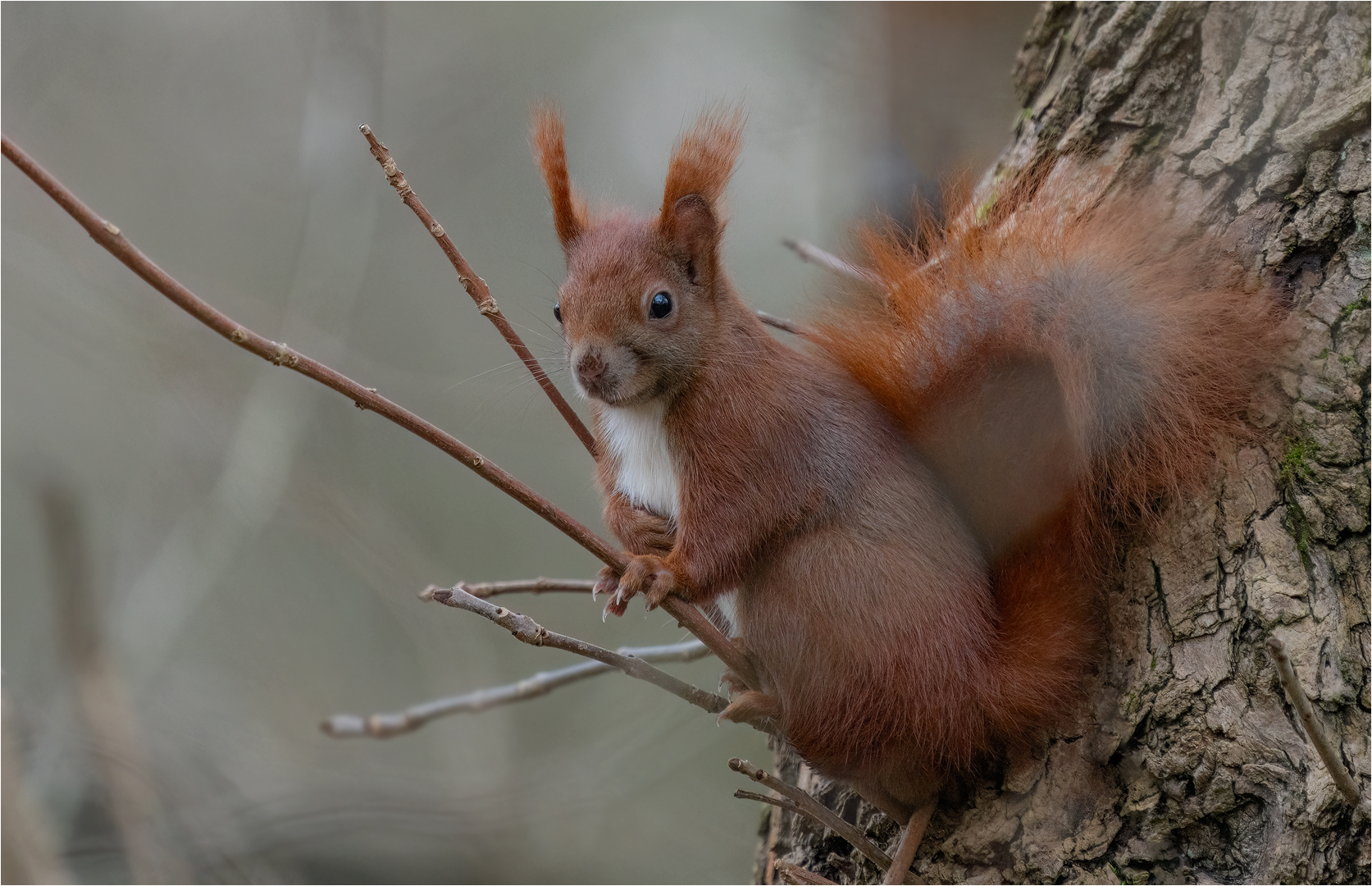 Eichhörnchen