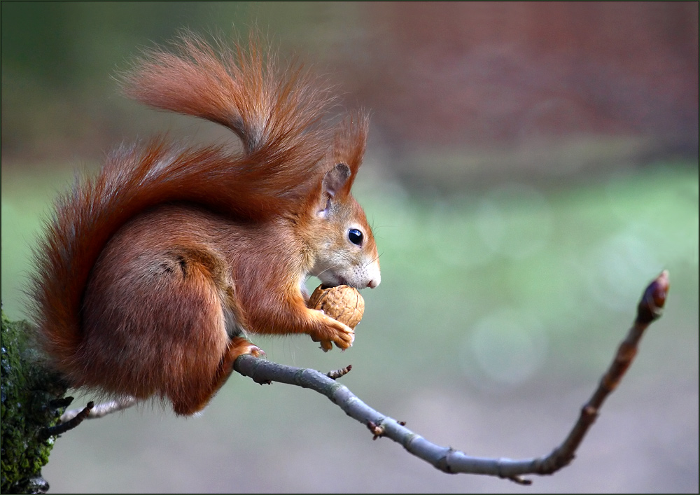 Eichhörnchen.....