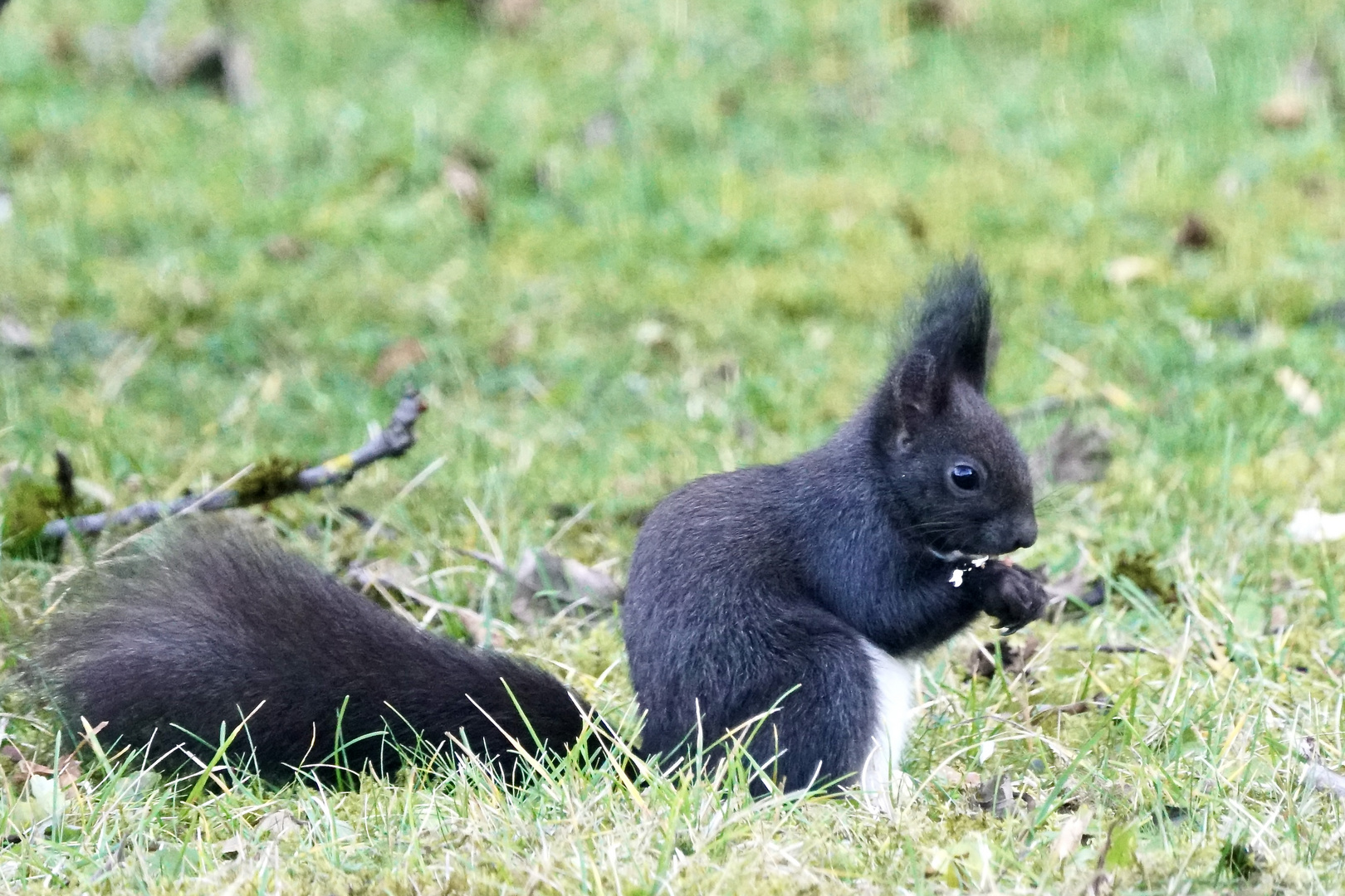 Eichhörnchen