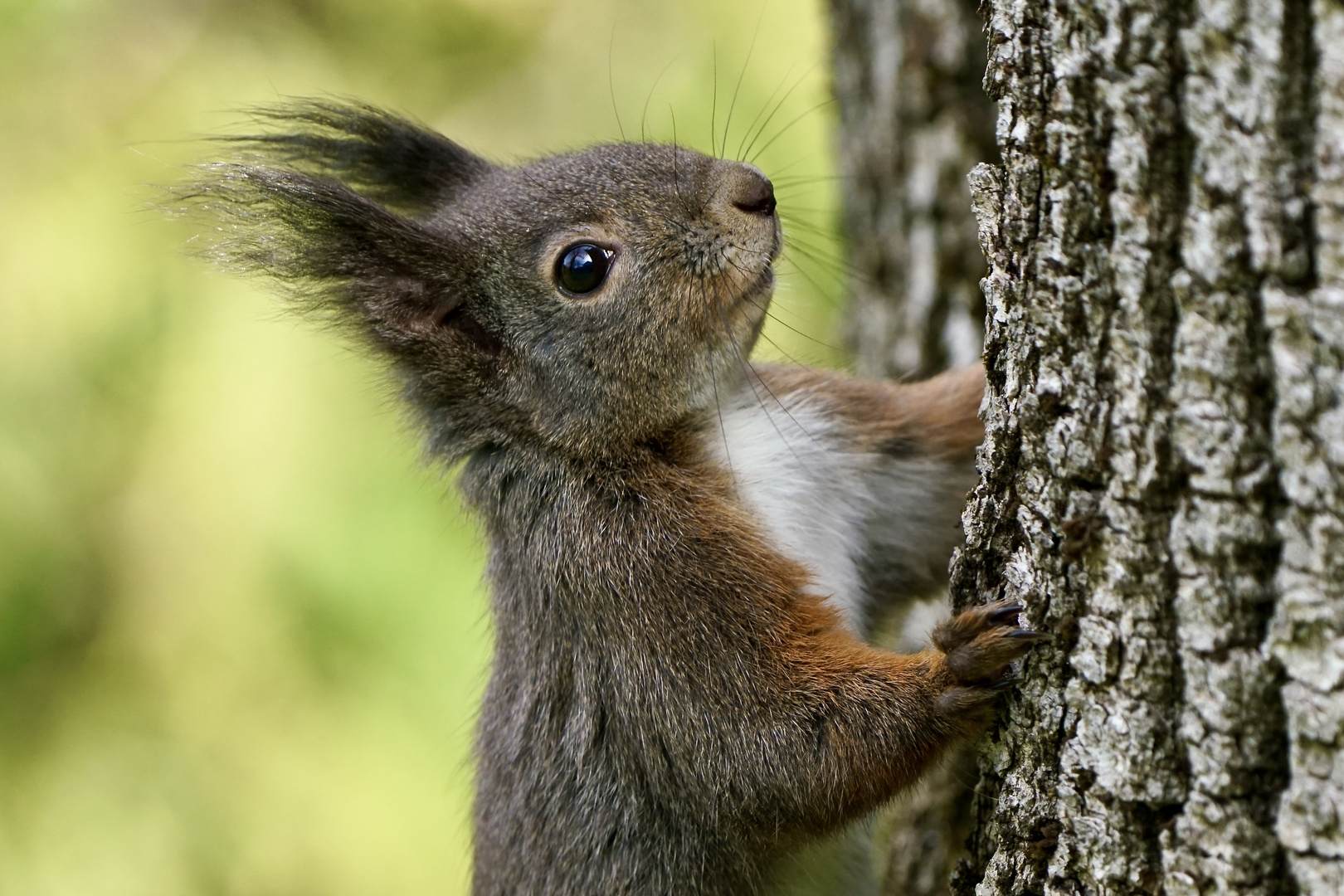 Eichhörnchen