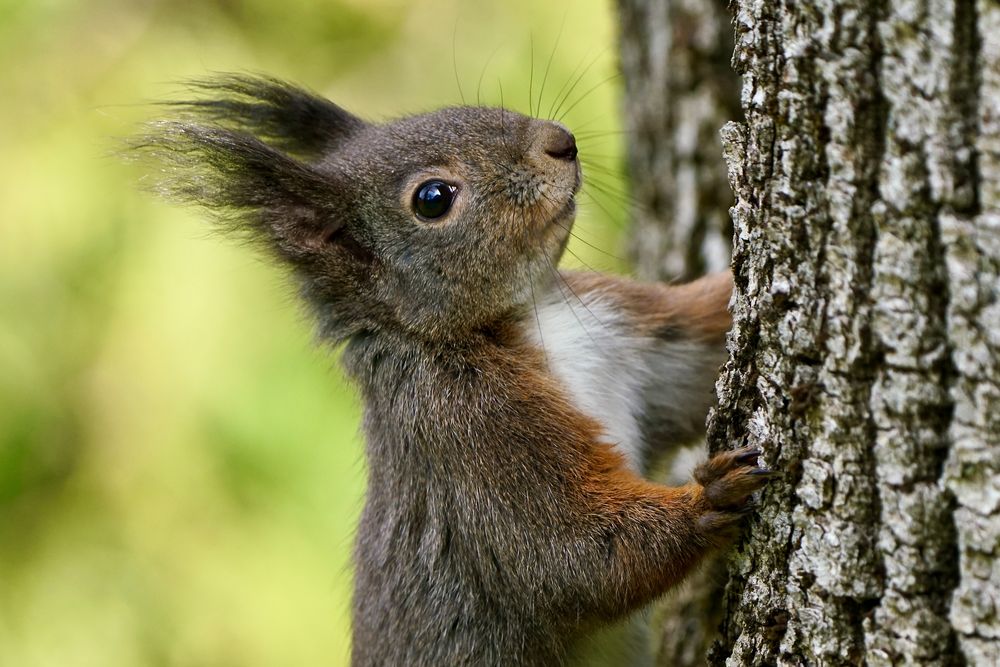 Eichhörnchen