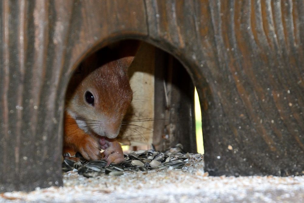 Eichhörnchen