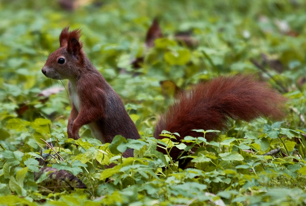 Eichhörnchen