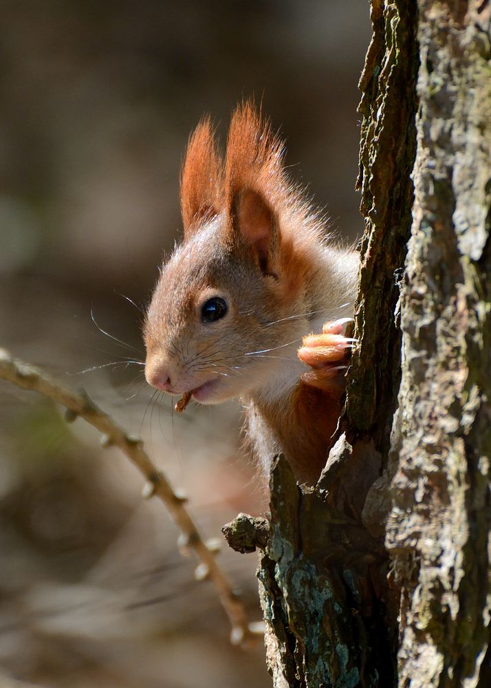 Eichhörnchen Foto & Bild | tiere, wildlife, säugetiere Bilder auf