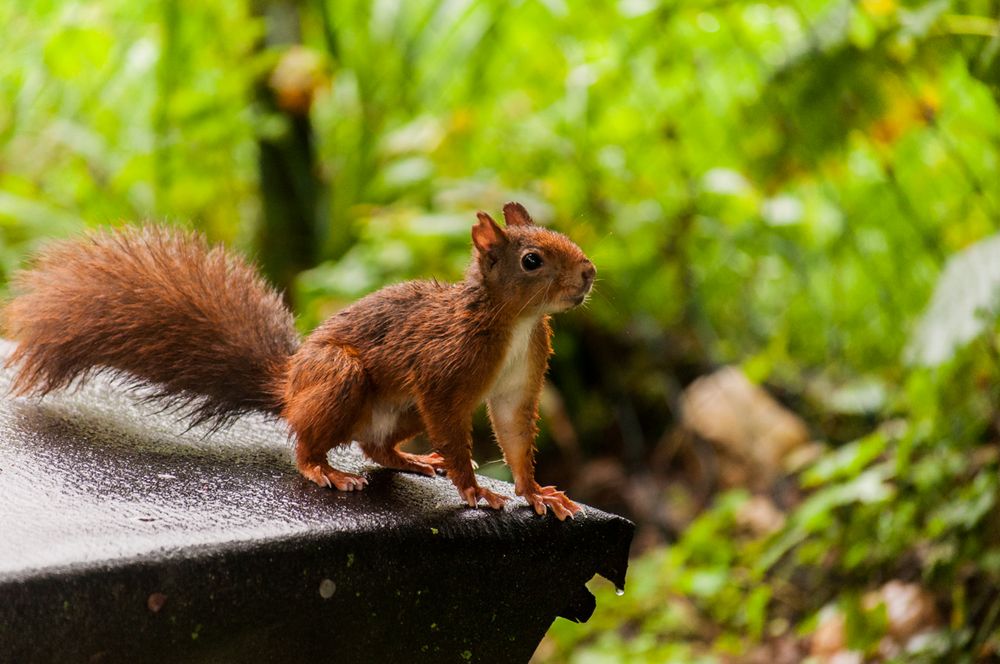 Eichhörnchen