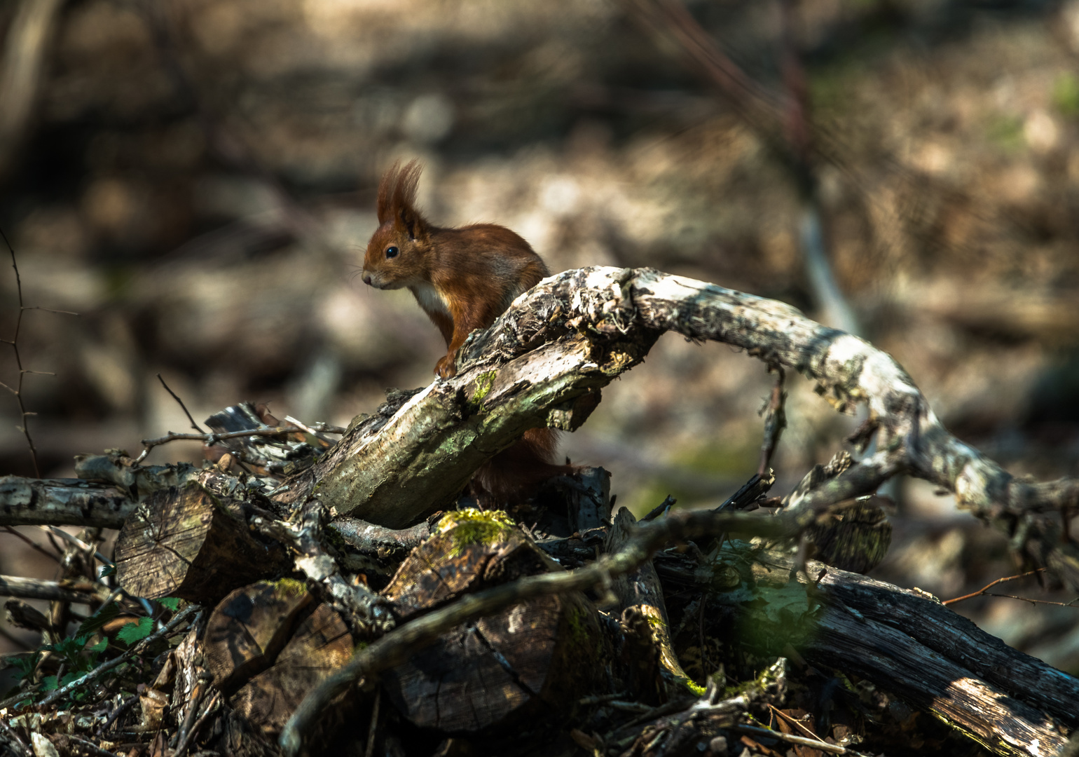 Eichhörnchen