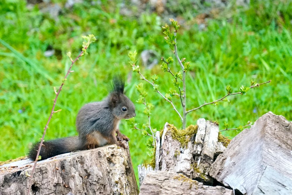 Eichhörnchen