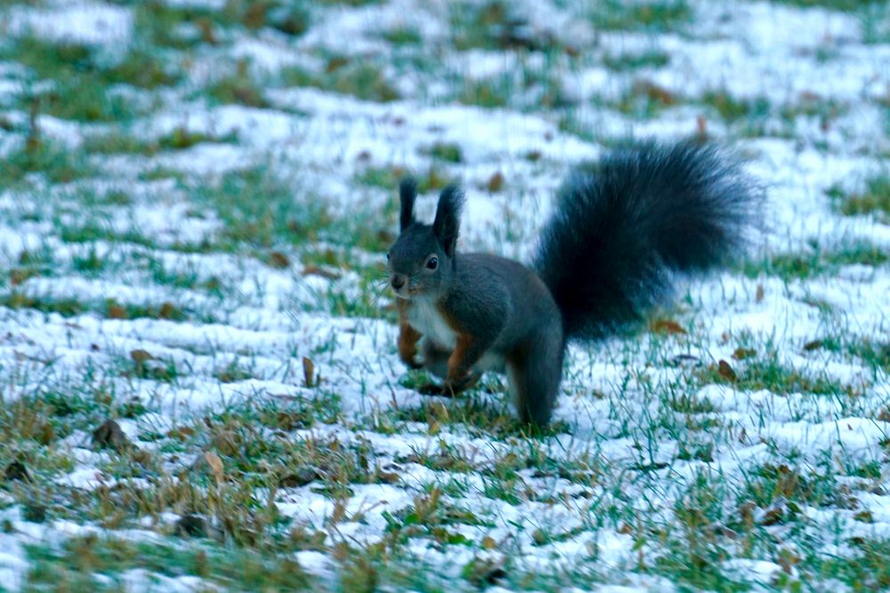 Eichhörnchen