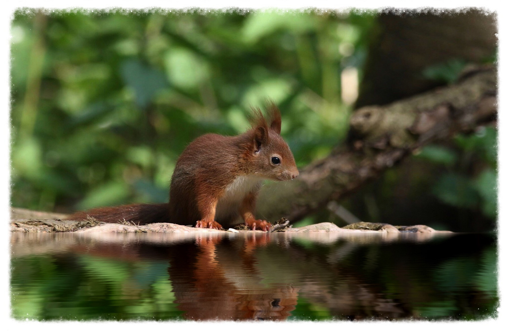 Eichhörnchen