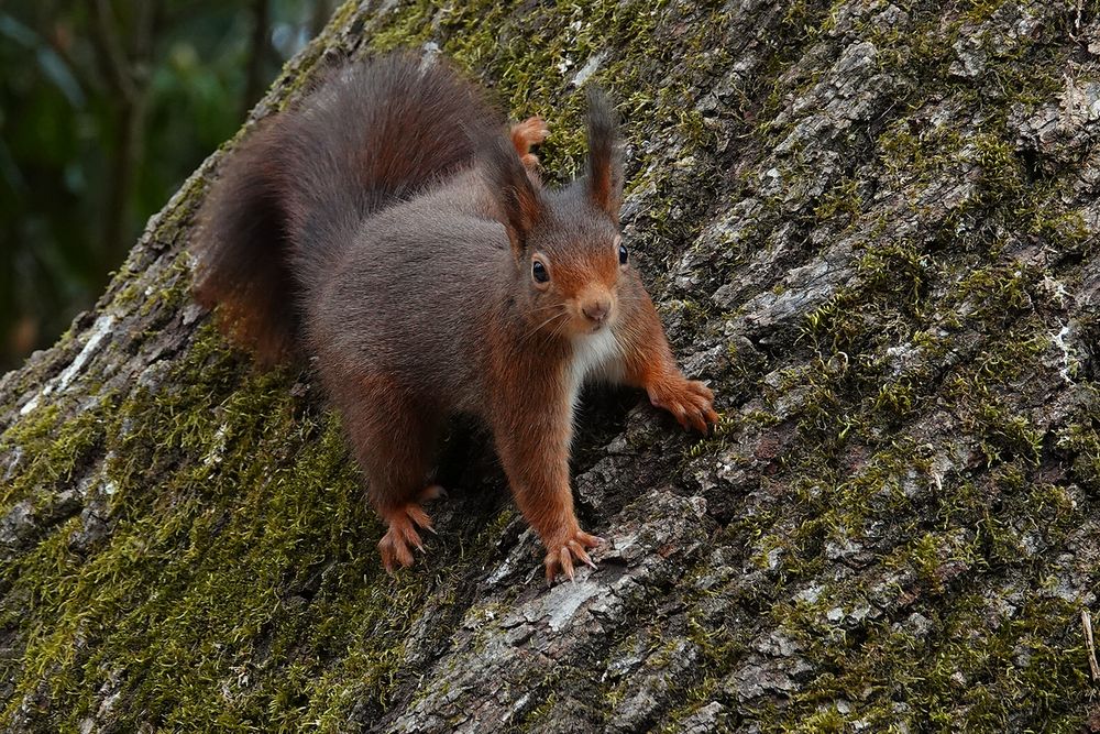 Eichhörnchen