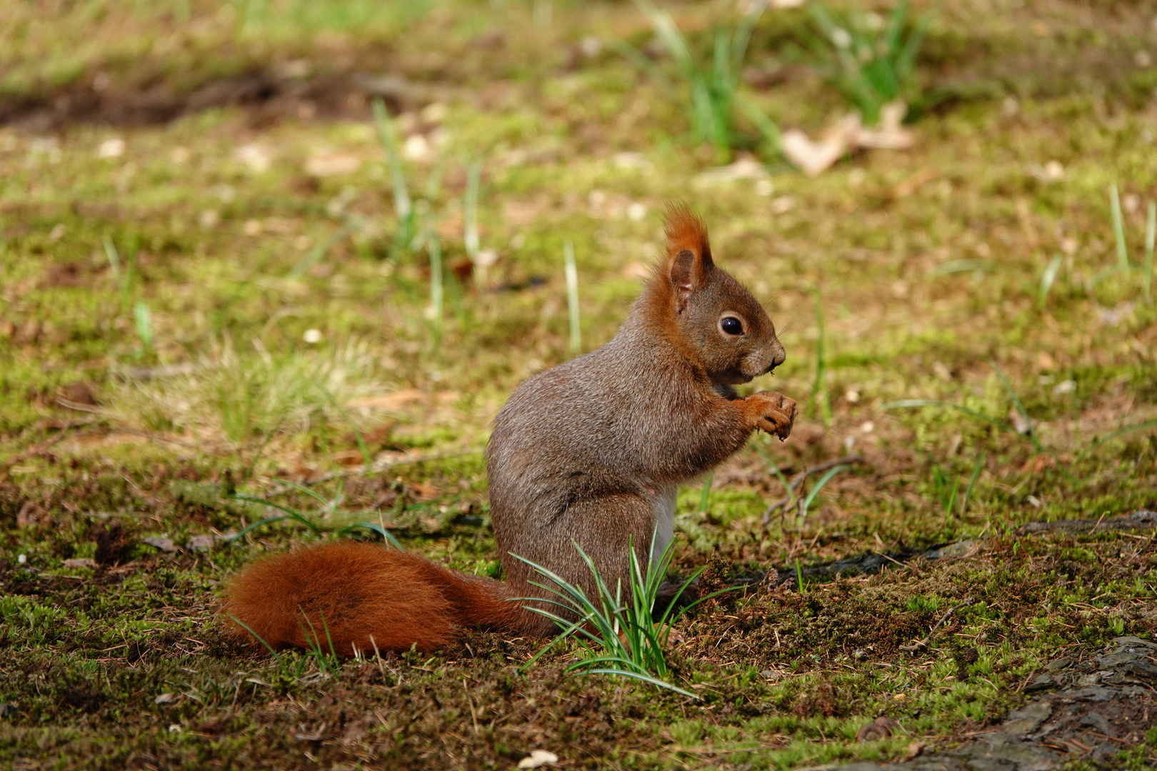 Eichhörnchen