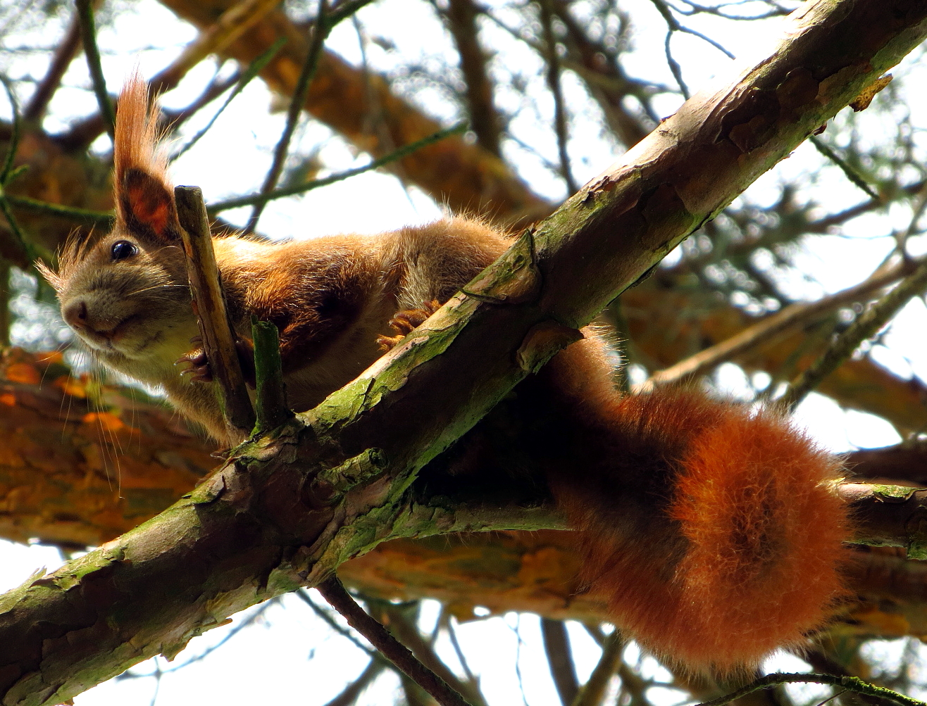 Eichhörnchen