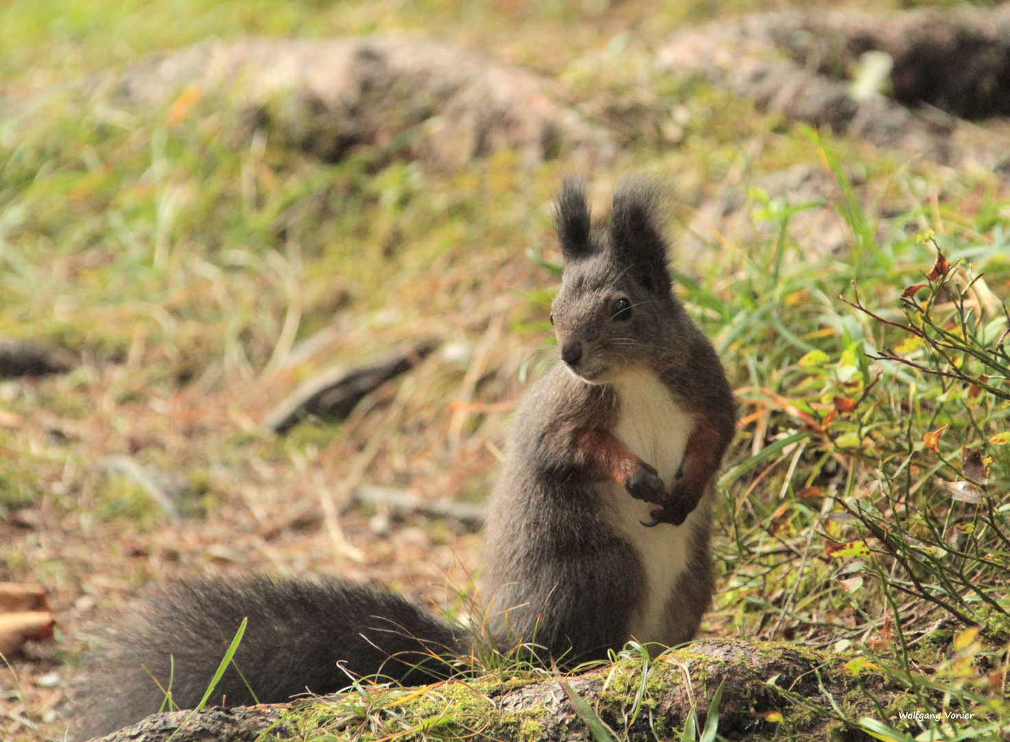 Eichhörnchen