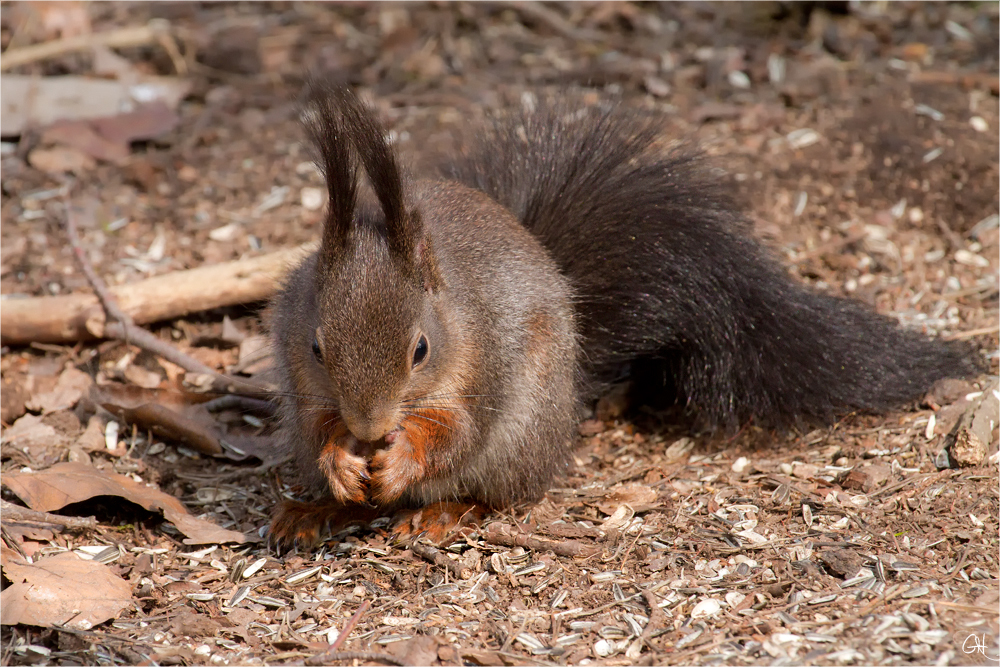 Eichhörnchen