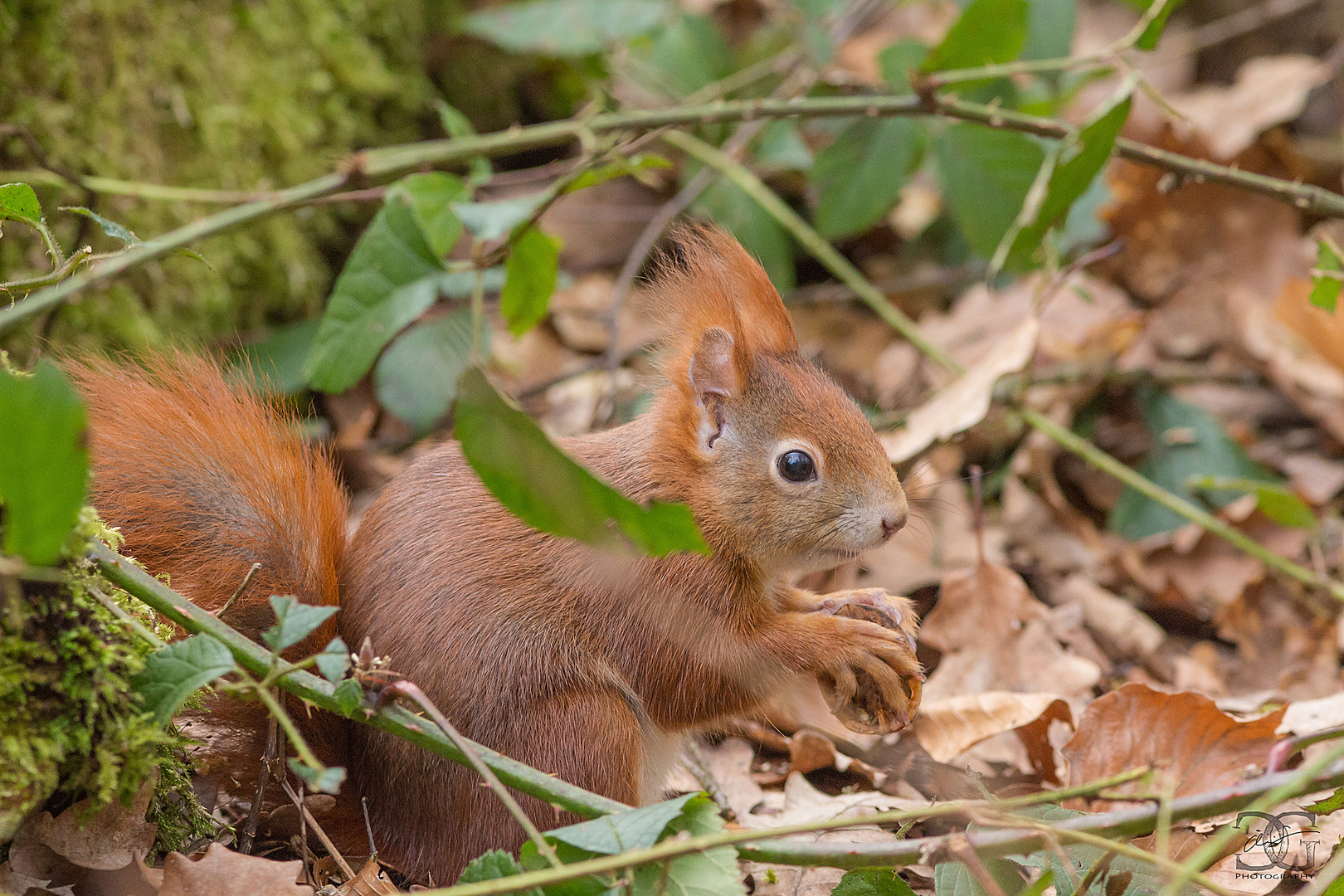 Eichhörnchen