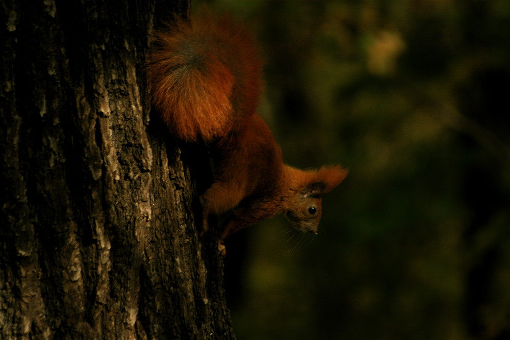 Eichhörnchen